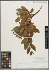 Foto von Salix waldsteiniana Willd.